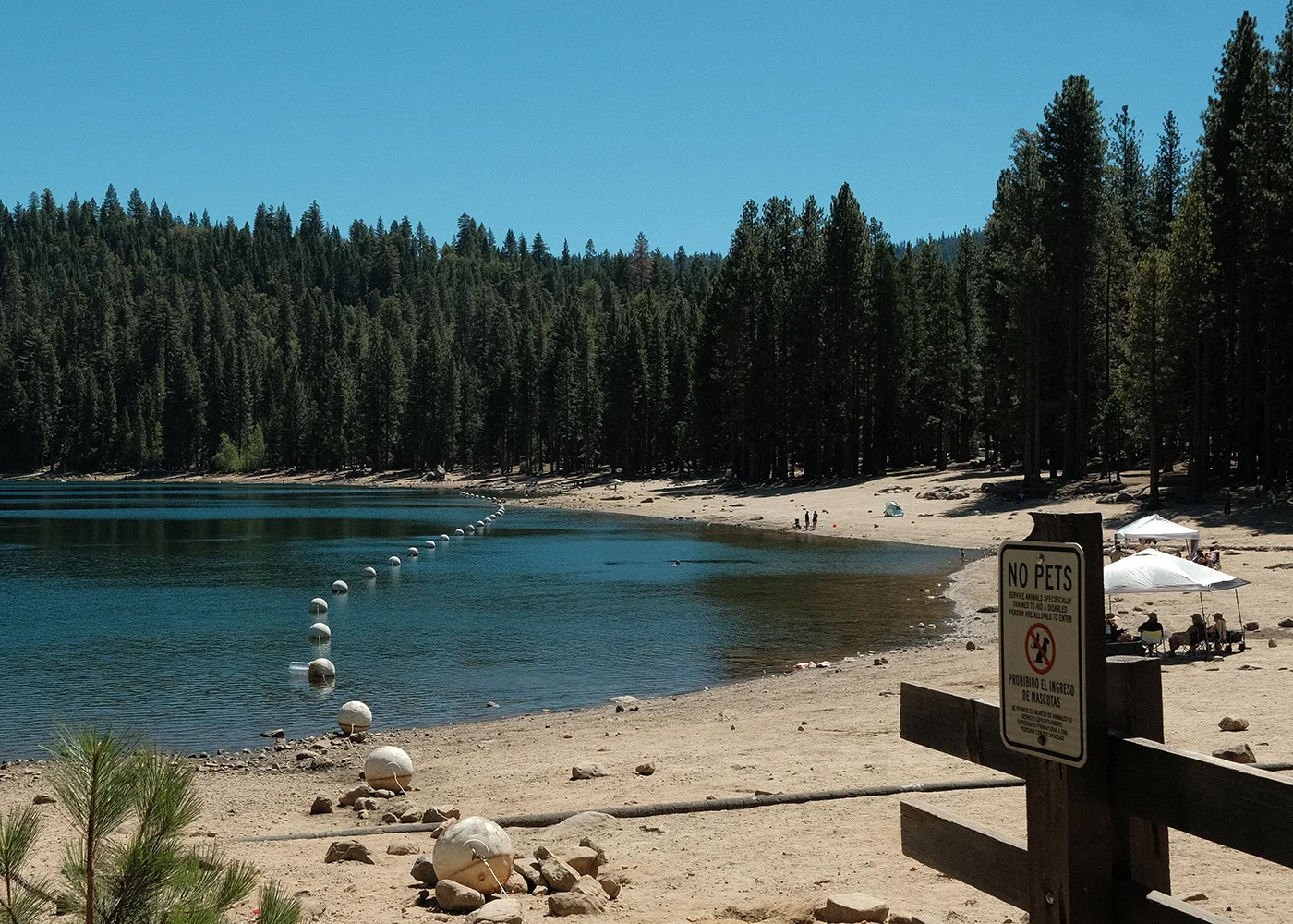 A curving sandy beach lined with buoys and pines, a No Pets sign on a wooden fence in the foreground